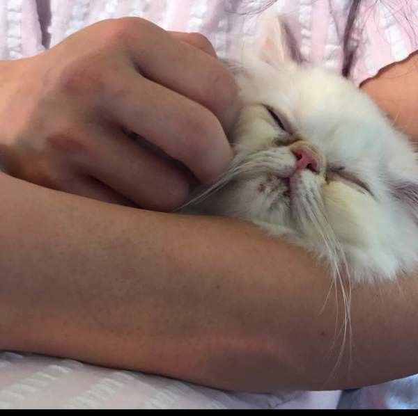 まいにちのいぬ・ねこのきもちアプリ