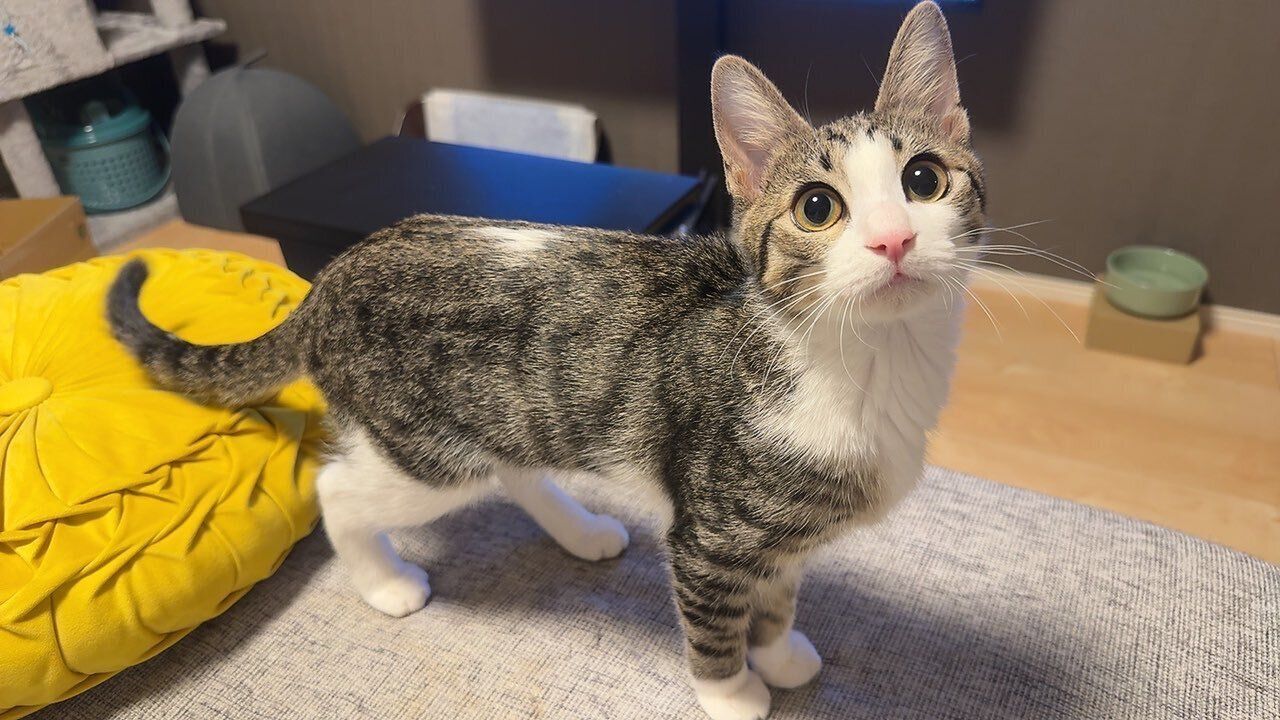 飼い主を見つめる猫