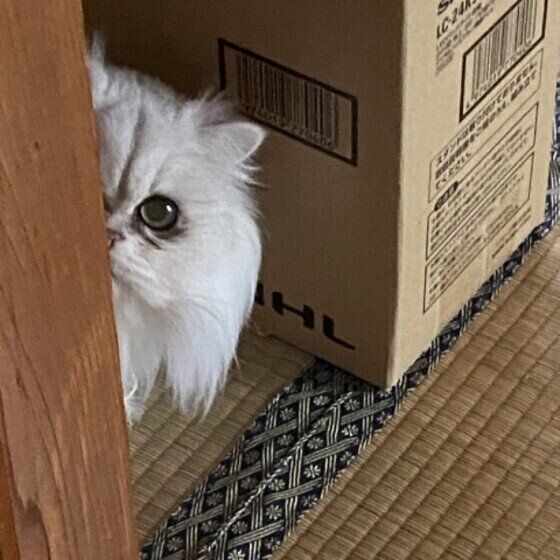 ペルシャのあいちゃん