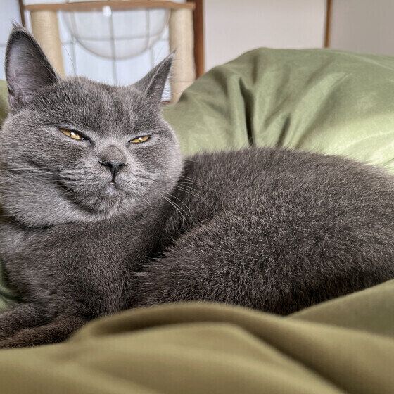 ブリティッシュショートヘアのハニちゃん