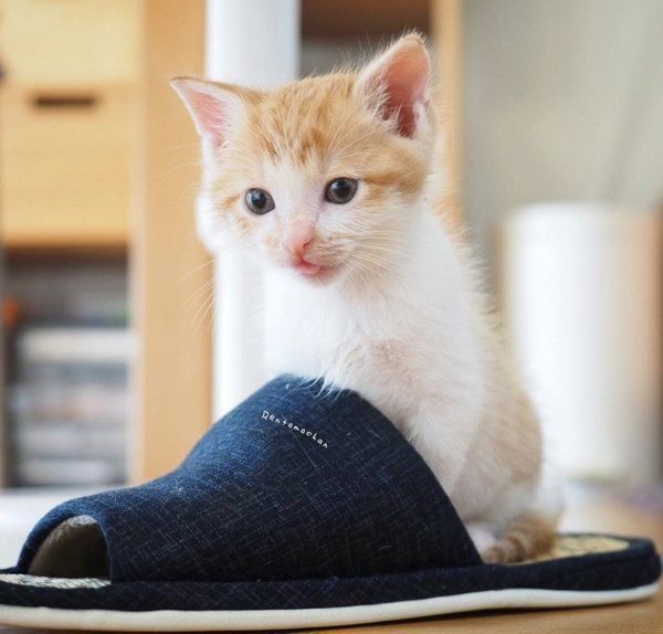 元保護猫だったレオンくん