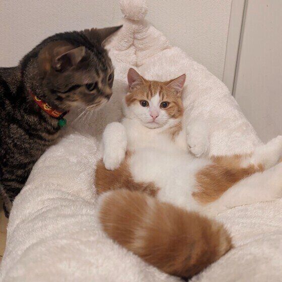 アメリカンカールの杞阿（きあ）くん