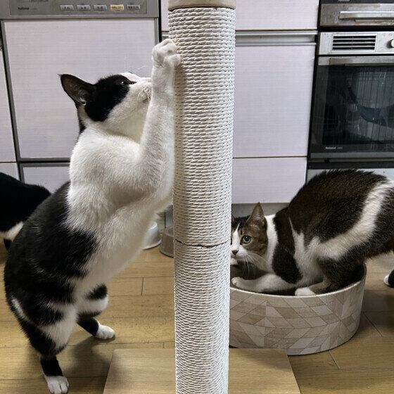 日本ネコの初夏ちゃんたち♪