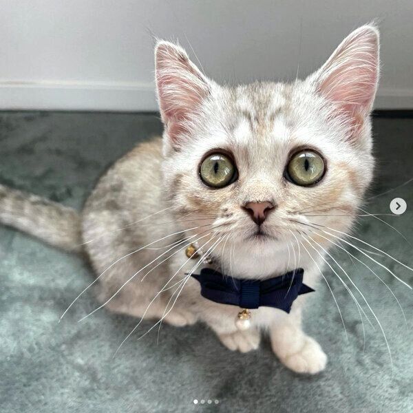 見つめるしゃんぷーちゃん