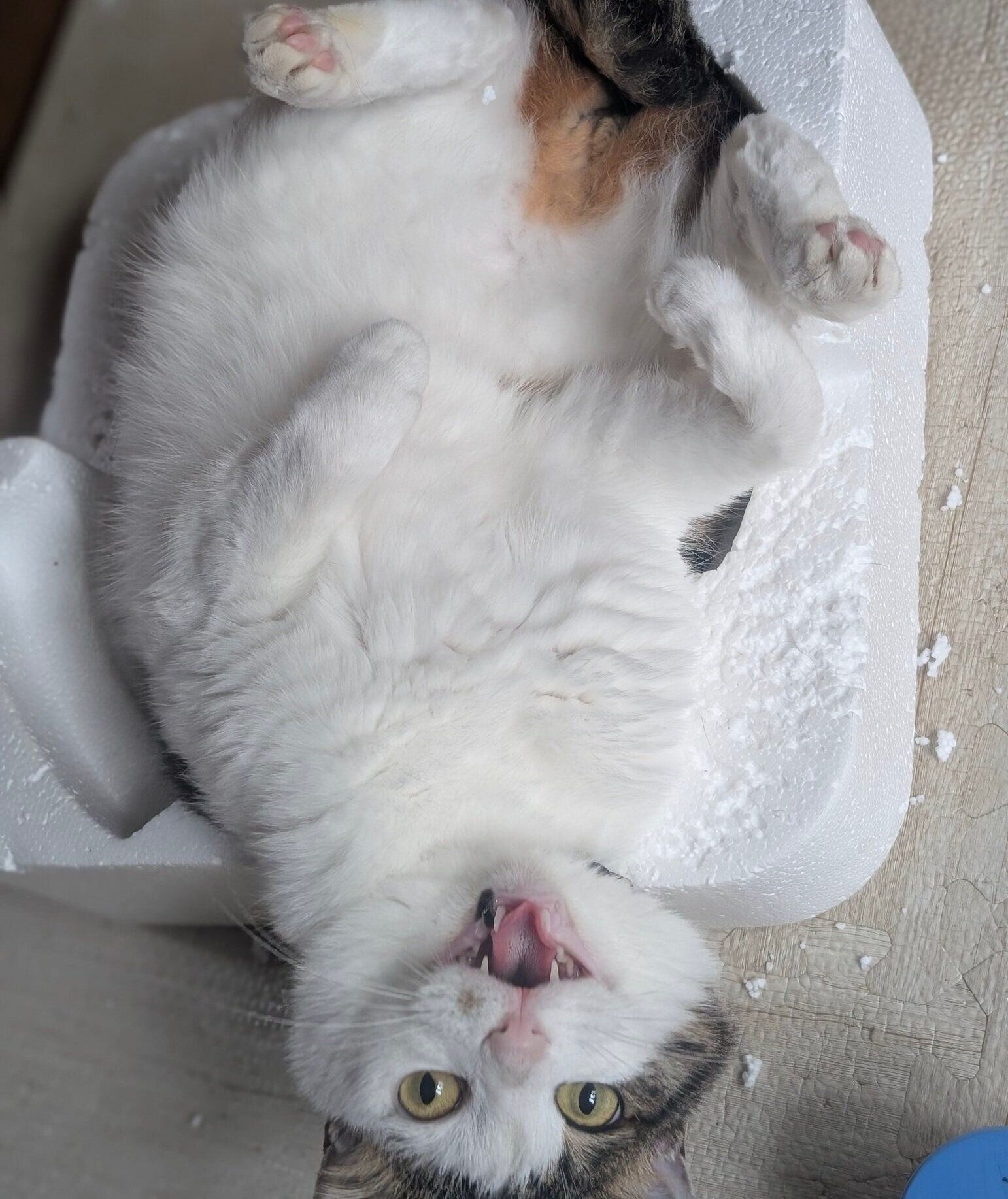 別の日の投稿　この日も圧力鍋の梱包材でくつろぐローズちゃん
