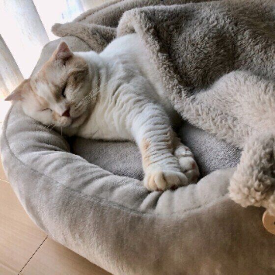 眠るスコティッシュフォールド