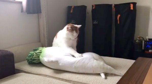 セクシー大根抱き枕にフミフミするタルトくん