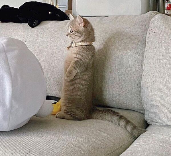 マンチカン立ちするししゃもくん