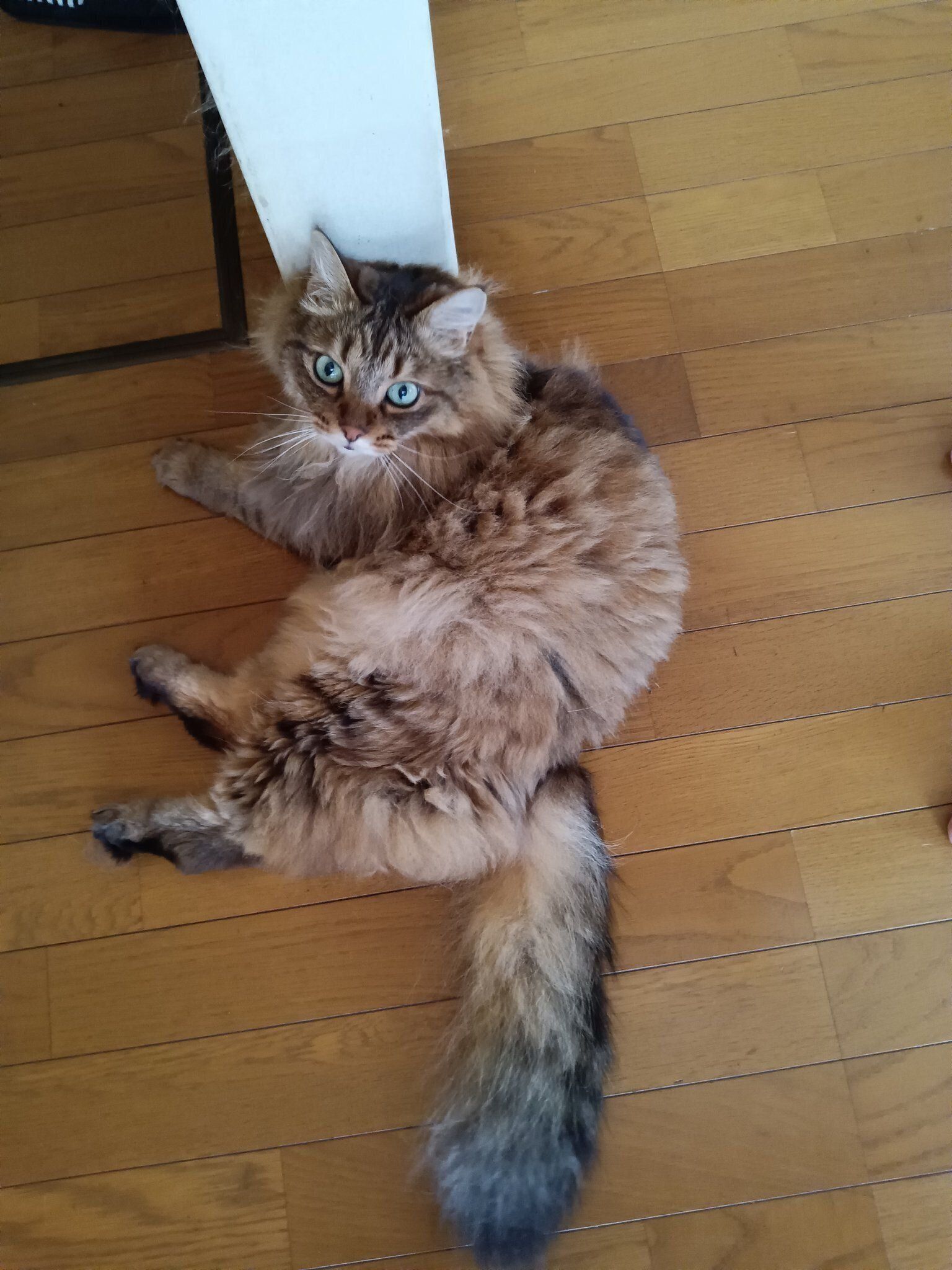 床に寝そべっている猫