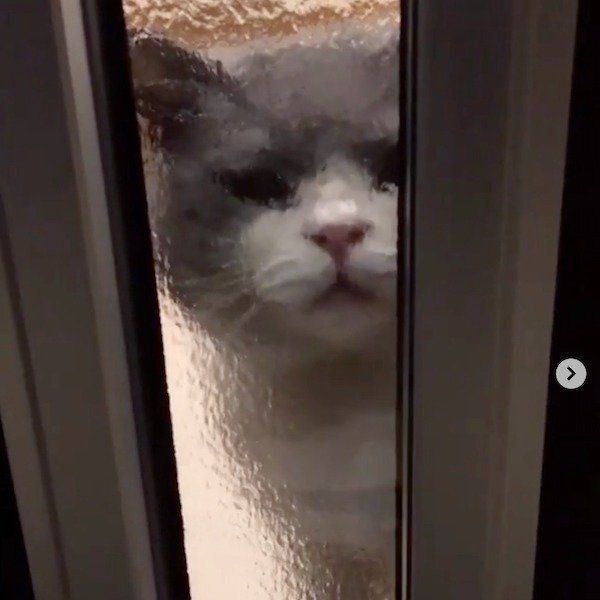 ワンコをお迎えするブリティッシュショートヘア