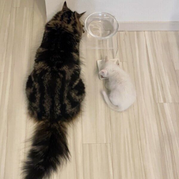 メルくんと並んでごはんを食べるマオくん