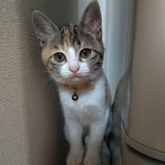 隙間に入り込む猫