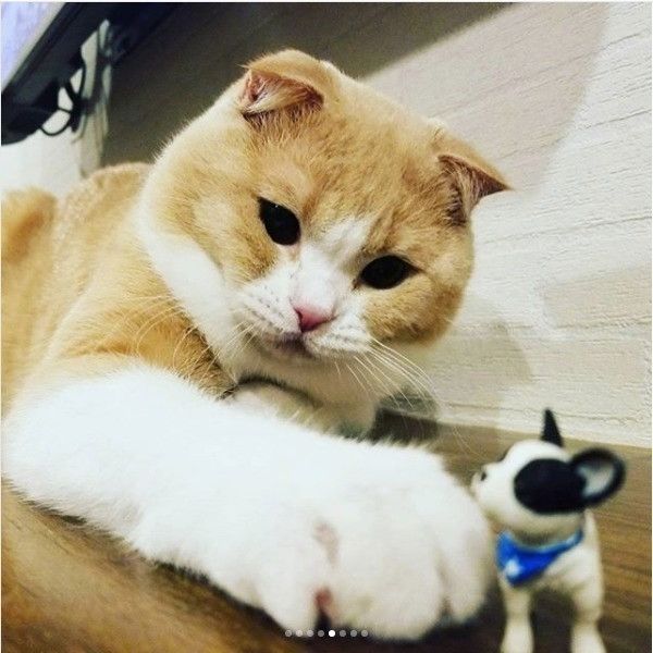 ワンコのおもちゃと戦うニャンコ