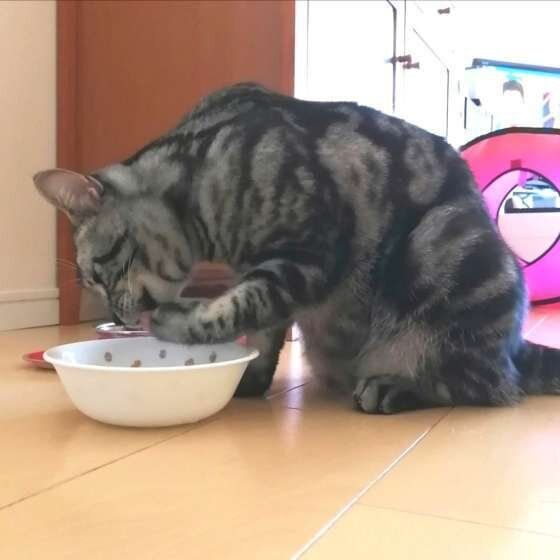 アメリカンショートヘア・そらくん・水飲み