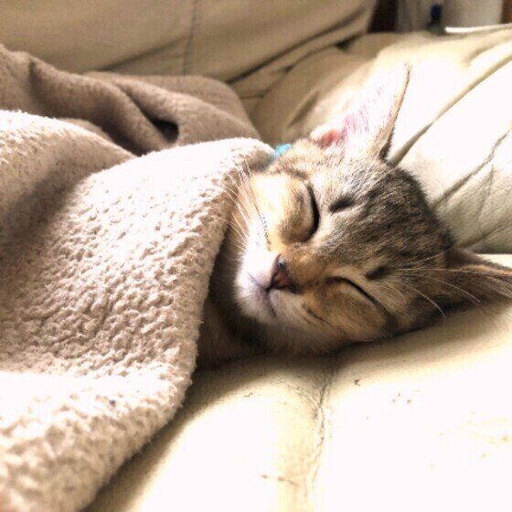 お布団で眠るMIXの小丸ちゃん