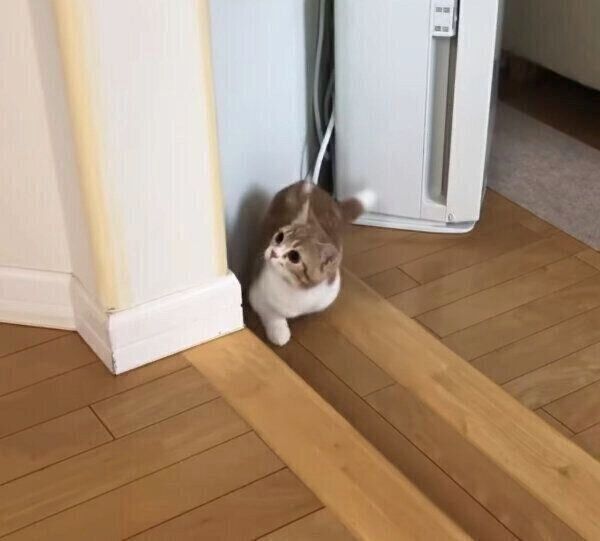 飼い主さんにドッキリを仕掛けるころんちゃん