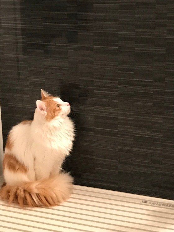 しっぽマフラーをするノルウェージアンフォレストキャット