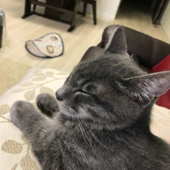 ひざの上で寝る猫