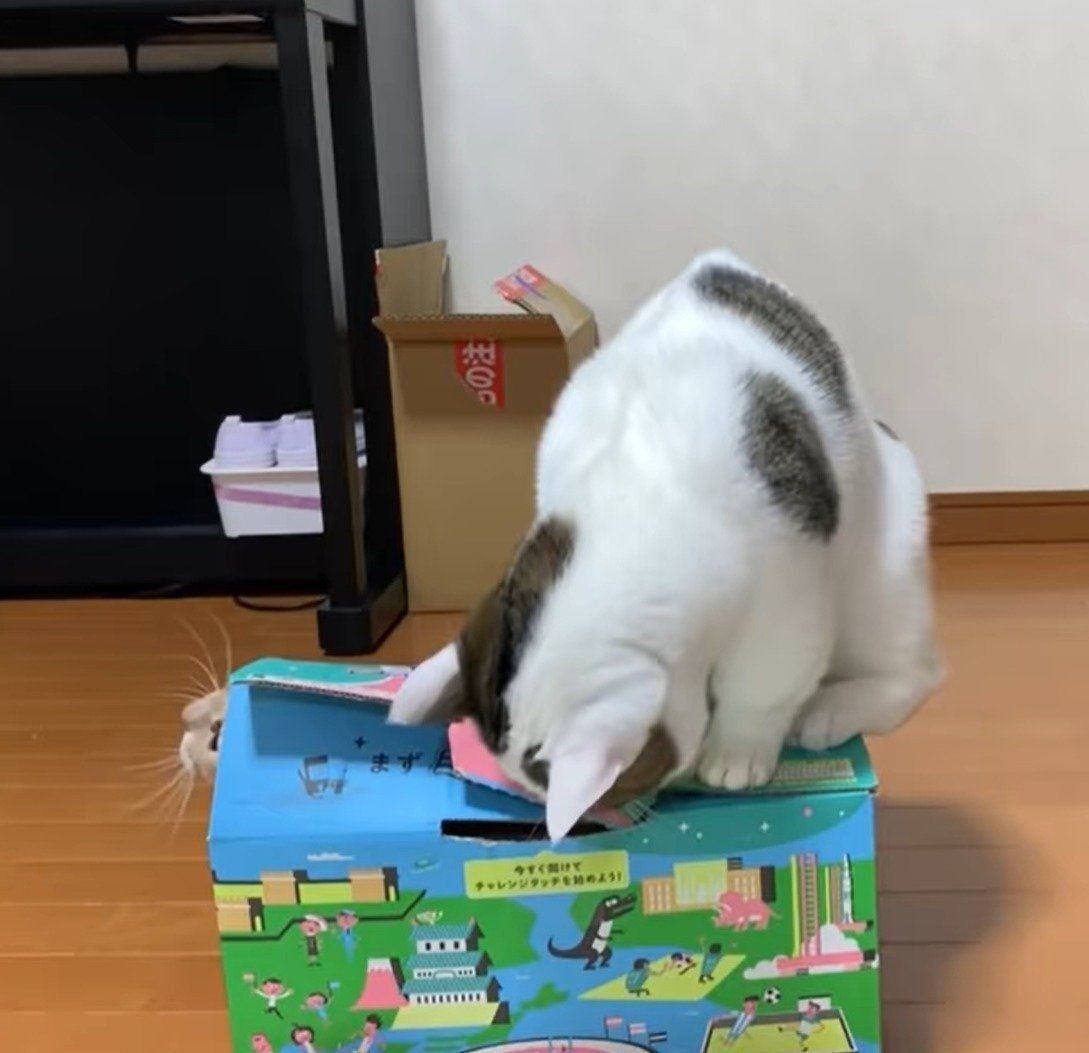 がんばる豆大福ちゃん