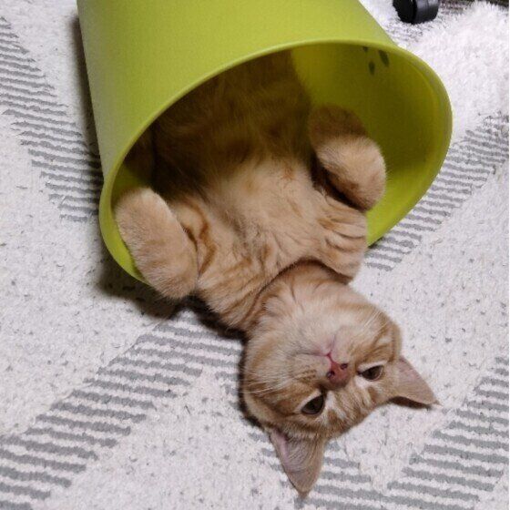 ゴミ箱に入るブリティッシュショートヘア