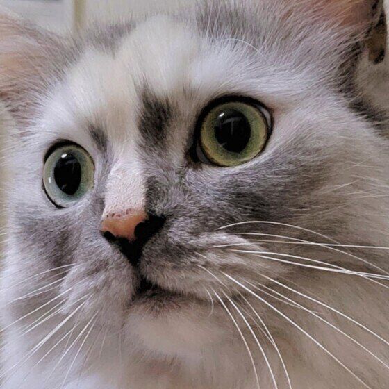 ラガマフィンのエアちゃんのアップ