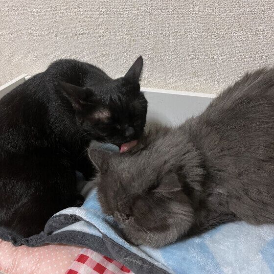 同居猫にグルーミングをする黒猫