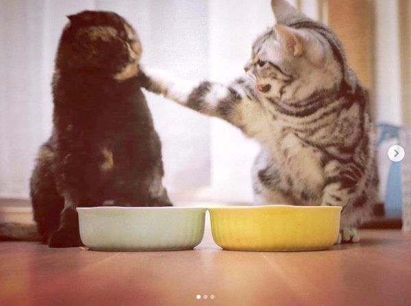 元保護猫・うにちゃんとごまちゃん