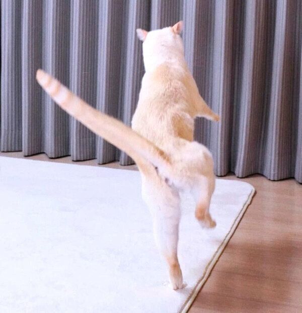 しっぽをピンとさせるチャコたん