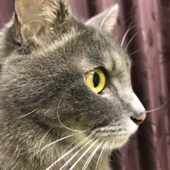 何かを見つめるサバトラ