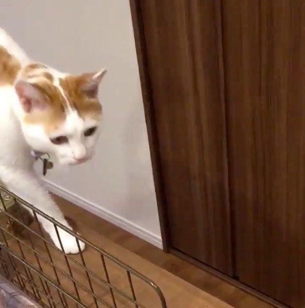 飼い主さんのところにくる猫