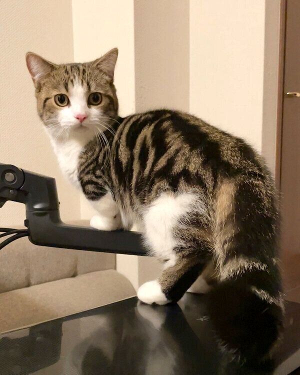 イタズラしているところを飼い主に見られて… 焦る猫の逃げ方が「アニメ