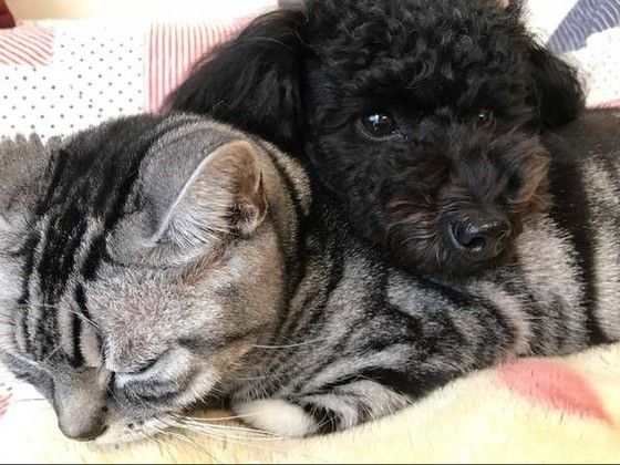 眠る猫とトイ・プードル