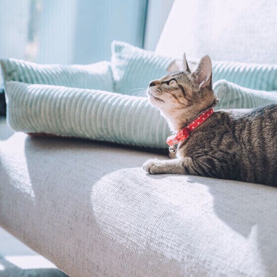 ソファでひなたぼっこするキジトラの姫ちゃん