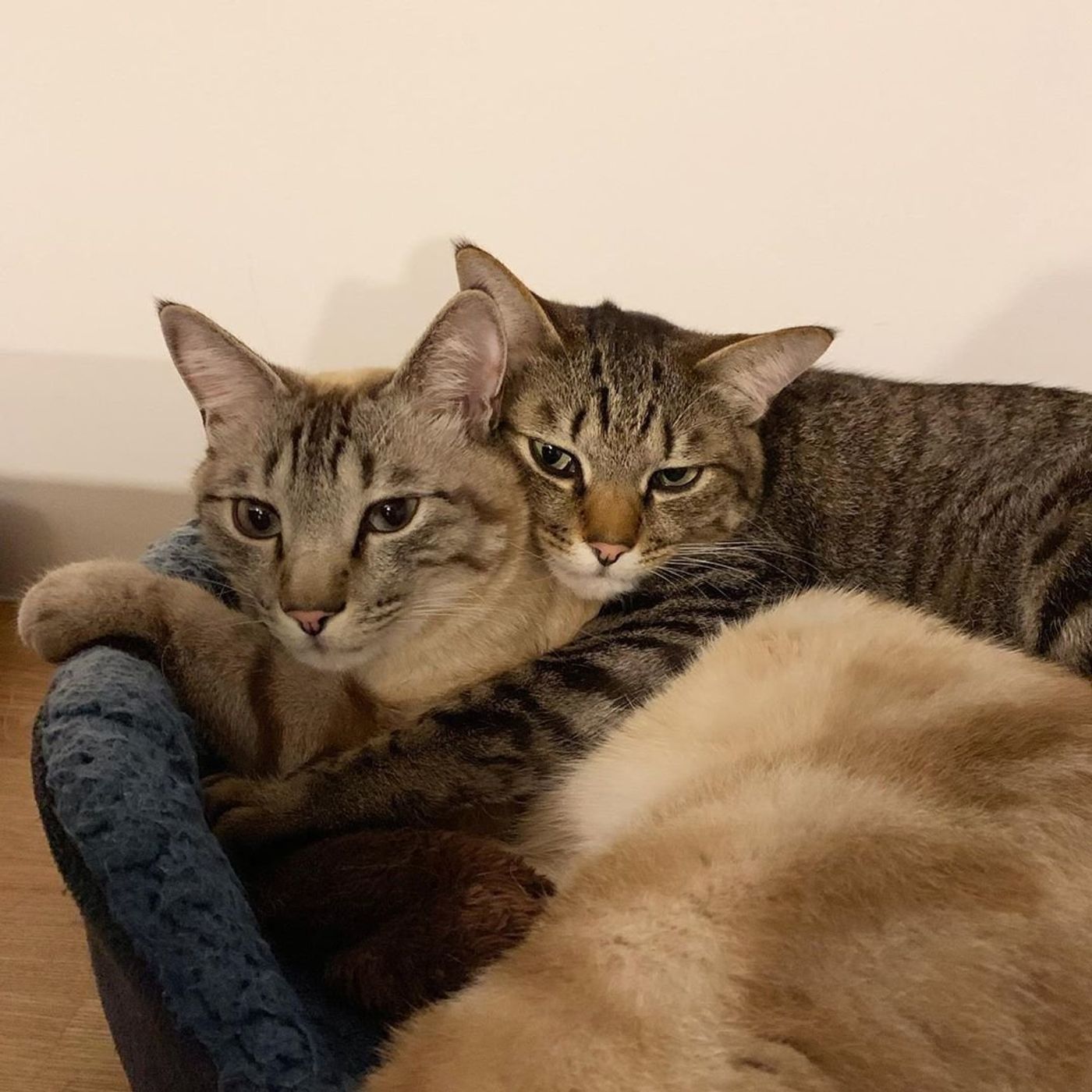 ラブラブすぎる兄弟猫がここに 愛情あふれる日常をのぞき見 ねこのきもちweb Magazine ラブラブすぎる兄弟猫がここに 愛情あふれる日常をのぞき見 ねこのきもちweb Magazine