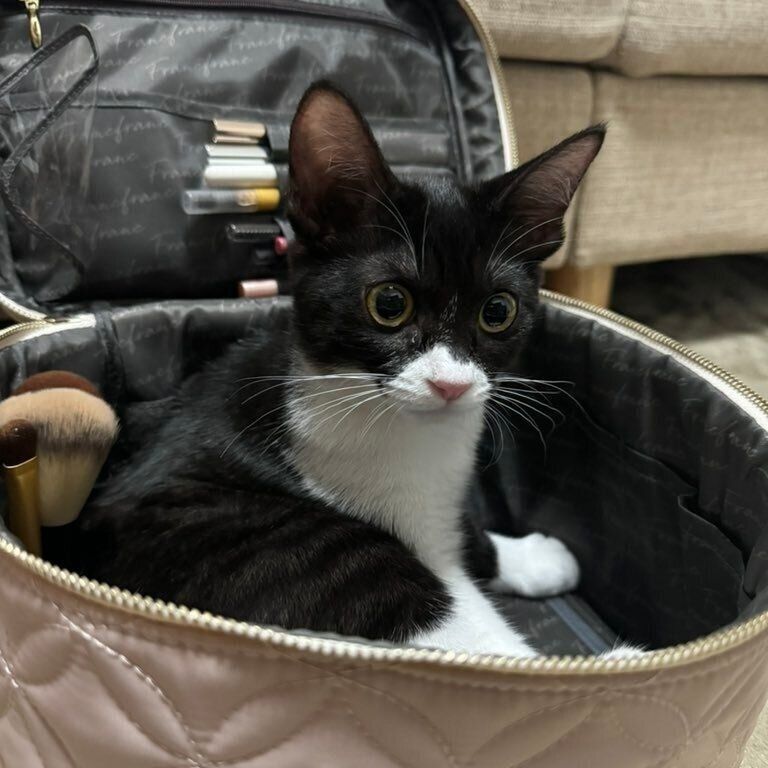 「目を離したらこうなってた」と飼い主さん。