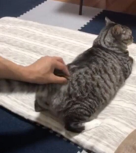 「おしりトントン」が好きな影丸くん