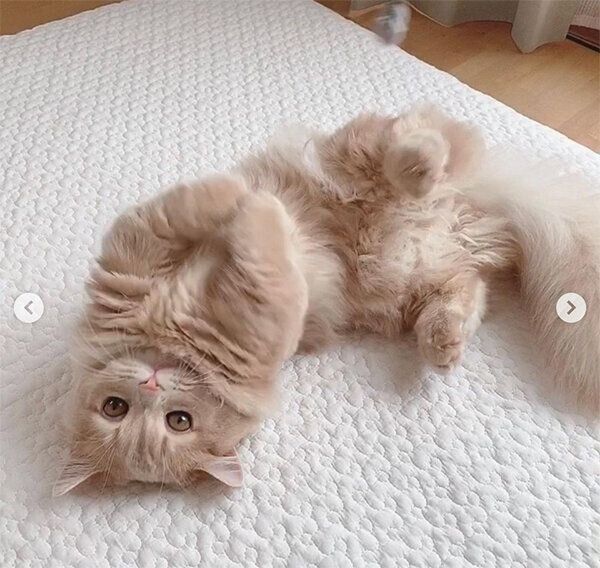 ヘソ天するにこちゃん