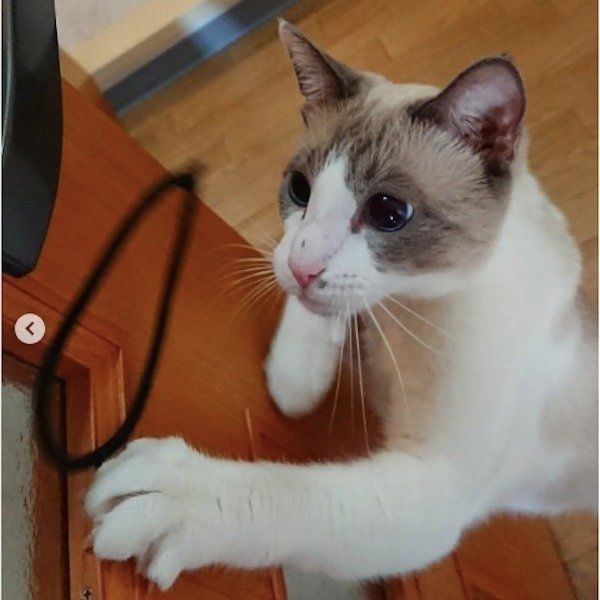 オリエンタルショートヘアー