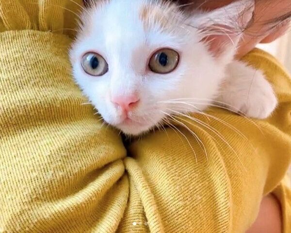 抱っこされるりぼんちゃん