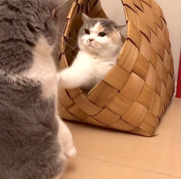 立ち退き交渉をするドラ千代くんとねね子ちゃん