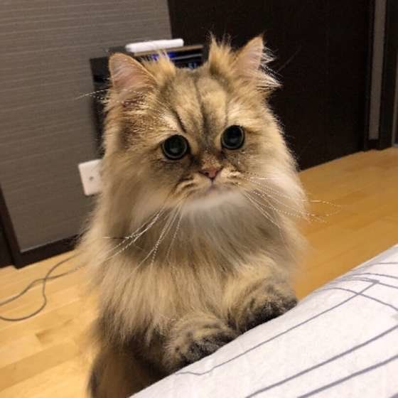 立ち上がるペルシャ