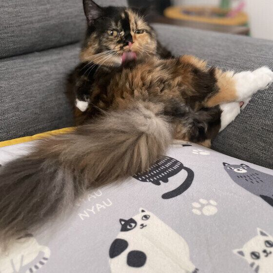 猫のおこげちゃん