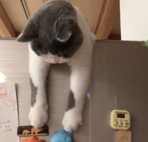 態度が豹変する猫