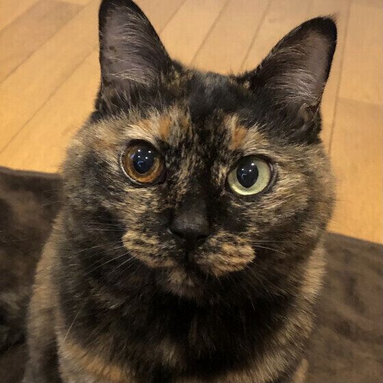 MIXサビのポンちゃん