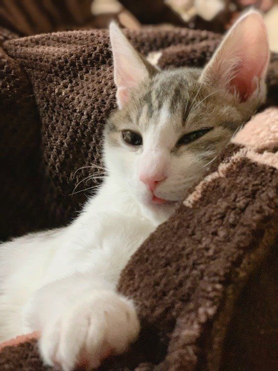 キジトラのぎんじくん