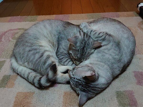 にゃーちゃん、おにいちゃん