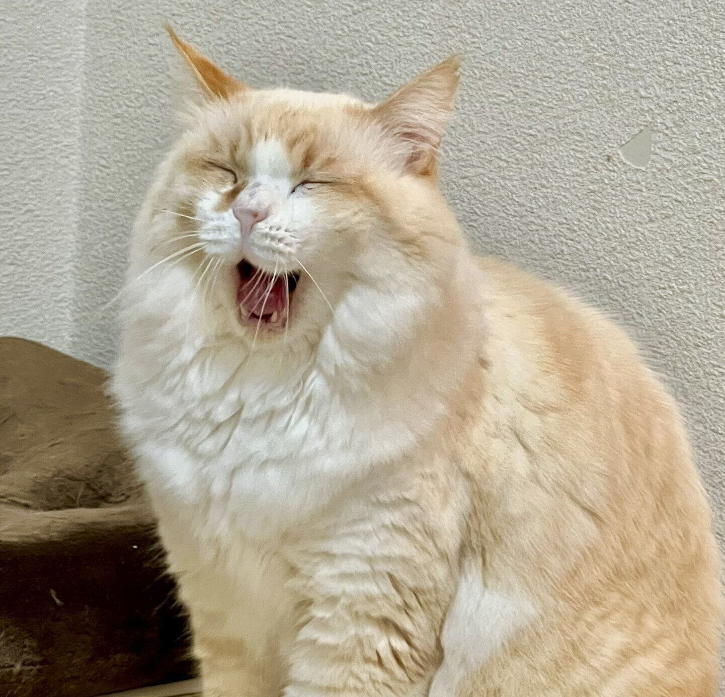 あくびをするいなりくん