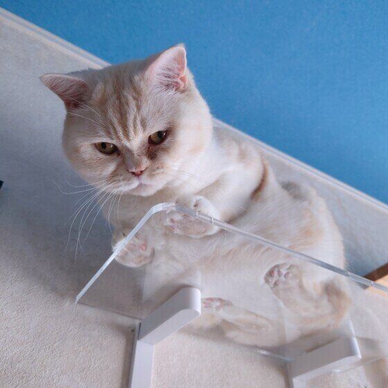 ミヌエットのはじめくん