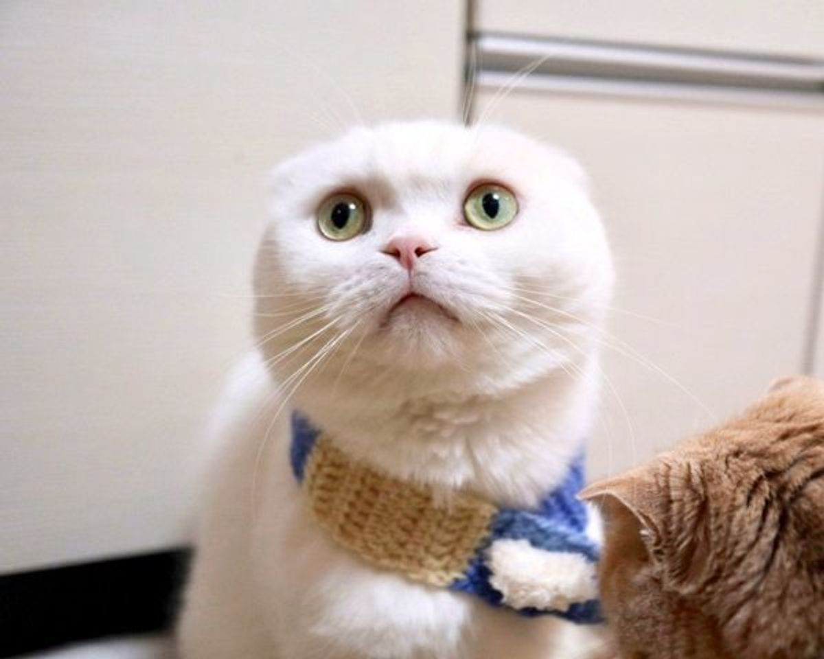 Twitterで 6頭身の猫 を発見 その証拠画像がおもしろすぎる ねこのきもちweb Magazine Twitterで 6頭身の猫 を発見 その証拠画像がおもしろすぎる ねこのきもちweb Magazine