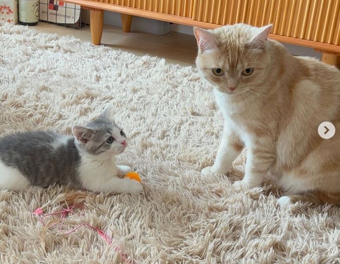 おそばくんと先住猫・とろろちゃん